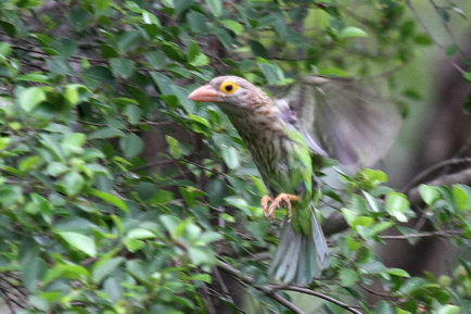 Lineated Barbet