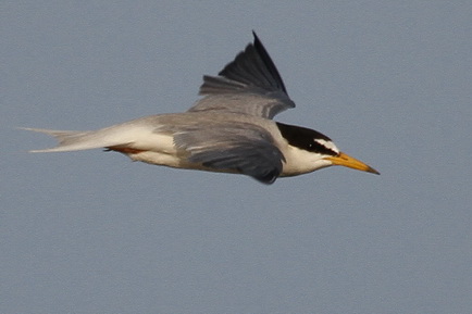 Little Tern