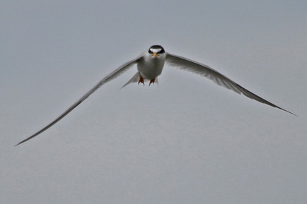 Little Tern