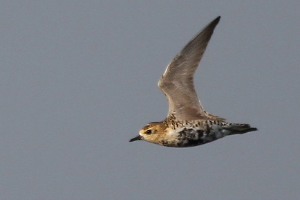 Pacific Golden Plover