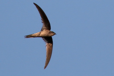 Asian Palm Swift