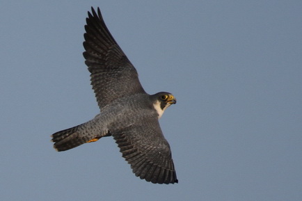 Peregrine Falcon