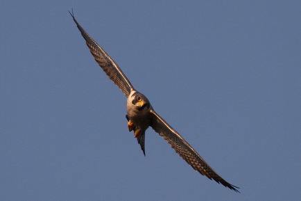 Peregrine Falcon