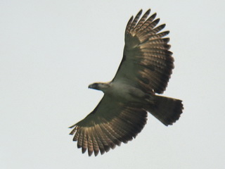 philippine eagle flying