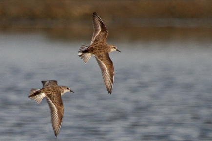 Red-necked Stint