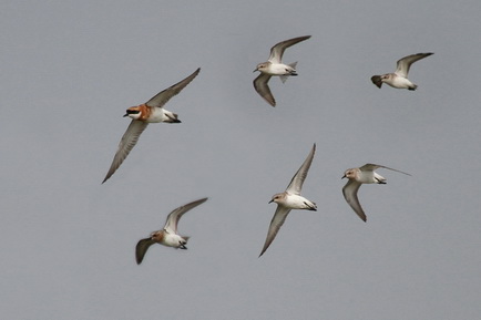 Red-necked Stint