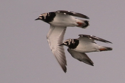 Ruddy Turnstone