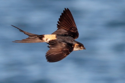 Striated Swallow