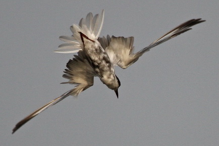 Whiskered Tern