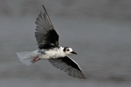 White-winged Tern