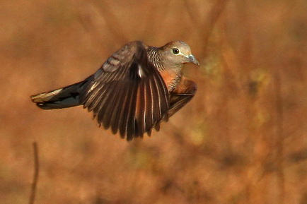 Zebra Dove