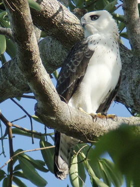 Sulawesi Hawk Eagle