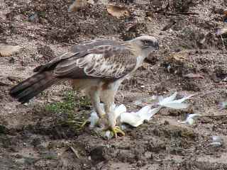 Changeable Hawk Eagle juvenile with Indian Pond Heron as prey at Kanha national park, India, photo by Stijn for Birding 2 Asia photo gallery.