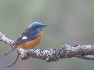 Blue-capped Rock Thrush