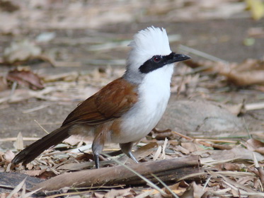 White-crested Laughingthrush