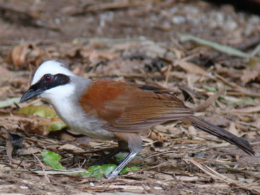 White-crested Laughingthrush