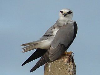 Black-shouldered Kite / Birding2asia.