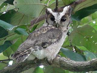 Collared Scops Owl / Birding2asia