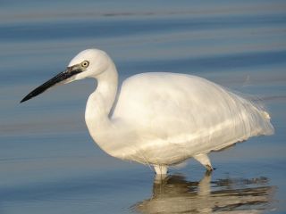 Little Egret / Birding2asia