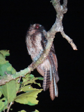 Moluccan Owlet Nightjar