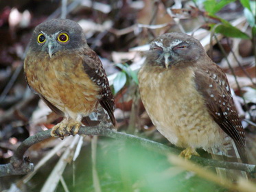 Ochre-bellied Boobook