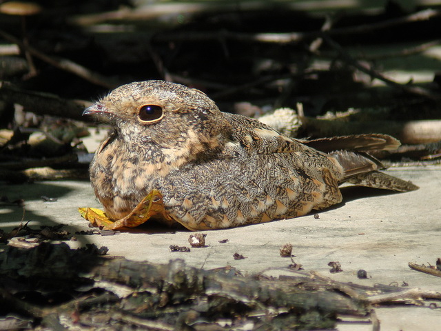 Savanna Nightjar