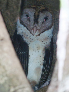 Sulawesi Masked Owl