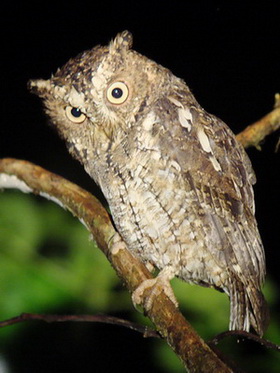 Sulawesi Scops Owl