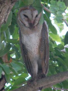 Barn Owl