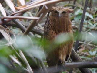 Buffy Fish Owl