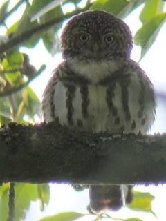 Collared Owlet