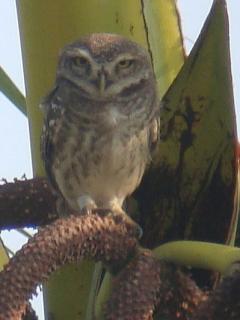 Spotted Owlet