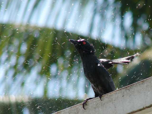 Asian Glossy Starling