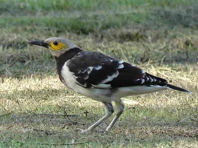 Black-collared Starling