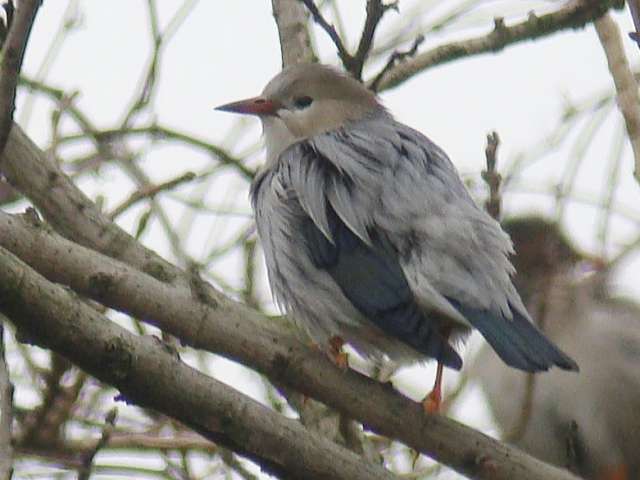 Red-billed Starling