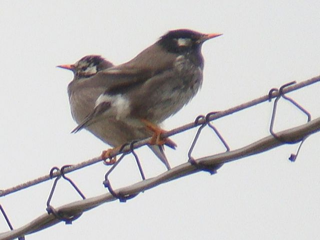 White-cheeked Starling