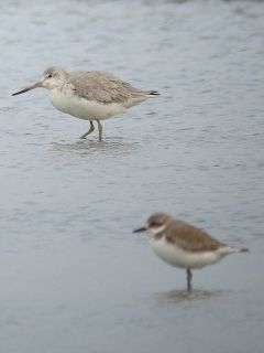 Can't be said from this 'one legged' Greater Sandplover that I used to get a nice composition