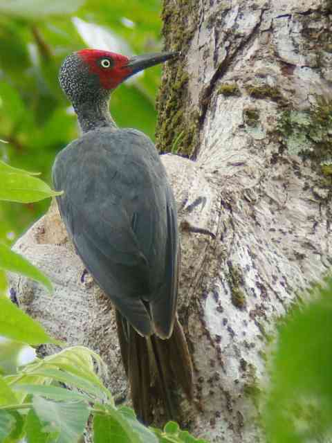 Ashy Woodpecker male
