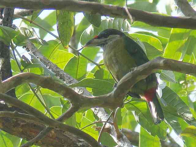 Red-vented Barbet