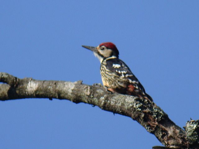 Woodpeckers and Barbets
