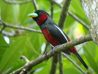 Black-and-red Broadbill