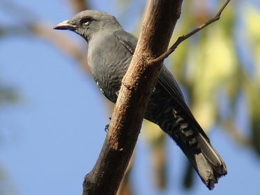 Bar-bellied Cuckoo-shrike