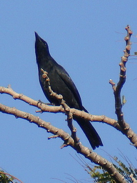 Blackish Cuckoo-shrike