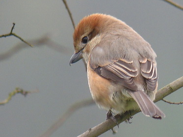 Bull-headed Shrike