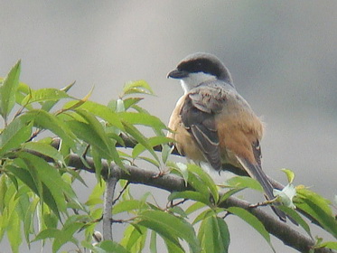 Grey-backed Shrike