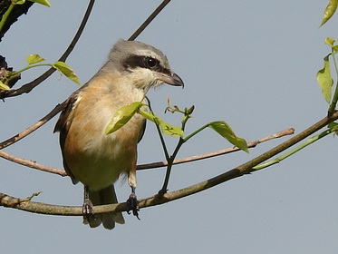 Grey-backed Shrike