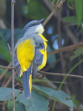 Grey-chinned Minivet