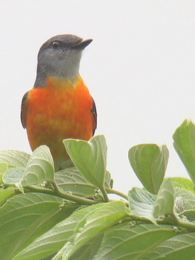 Grey-chinned Minivet