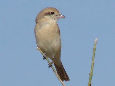 Rufous-tailed Shrike