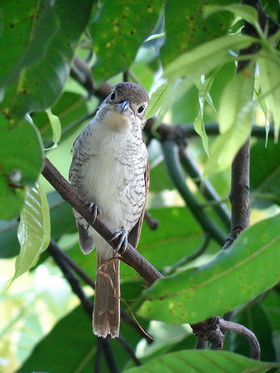 Tiger Shrike